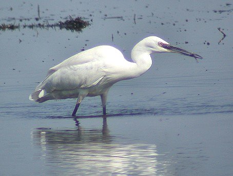 Kleinezilverreiger220403